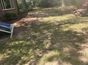 Dieudonne A.'s Leaf Removal service result