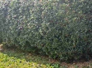 Bush Trimming by Nicole Carter for Vida W. in Richmond, VA
