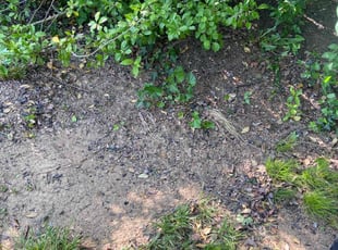 Leaf Removal by Mariah Mercado for Amanda L. in Wilmington, DE