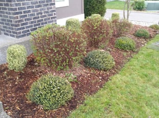 Bush Trimming by Coben Varland for Prithivi T. in Bothell, WA
