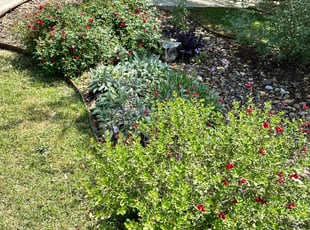 Bush Trimming by Brian Mattison for Paul S. in Helotes, TX