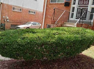 Bush Trimming by Ronnell Leak for Christia E. in Washington, DC