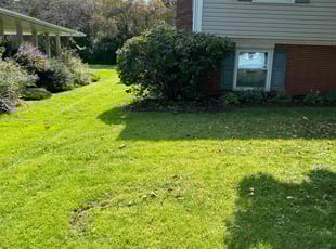 Bush Trimming by James Serio for Amy A. in Rochester, NY