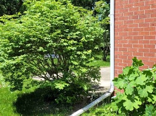 Bush Trimming by Ronnie Anderson for Carmelita E. in Glendale, WI