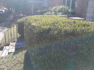 Bush Trimming by Alec Lowe for Rachel E. in St. Louis, MO
