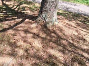 Cleanups by Caleb Jones for Kansas h. in Green Hill, TN
