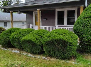 Bush Trimming by Peter Camiolo for Chris B. in Broomall, PA