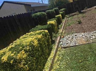 Bush Trimming by Juan Rodriguez for Earlene C. in Sacramento, CA