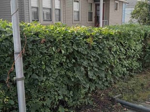 Bush Trimming by Lyndsay & Ricky Perez for Jeffrey R. in Worcester, MA