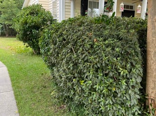 Deana C.'s Bush Trimming service result