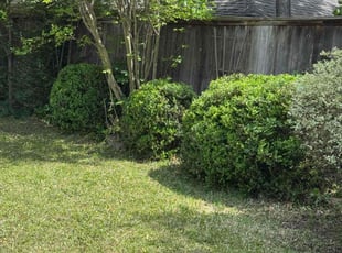 Bush Trimming by Maria Hernandez for Eric M. in Hurst, TX