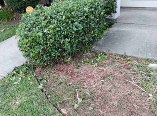 Bush Trimming by Shahin Rostami for Matt B. in Lafayette, LA