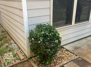 Bush Trimming by Phillip StPreuve for M. in Lawrenceville, GA