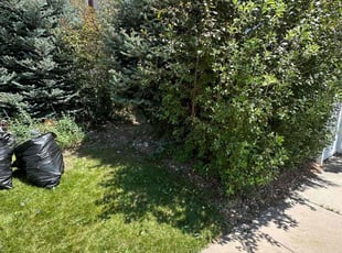 Bush Trimming by Justin Hands for Millard F. in Denver, CO