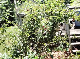 Frances J.'s Cleanups service result