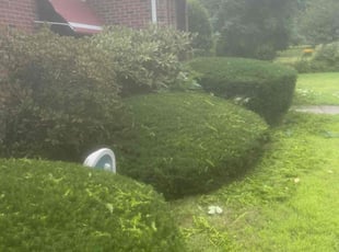 Bush Trimming by Harry Figueroa for Andres R. in Springfield, MA