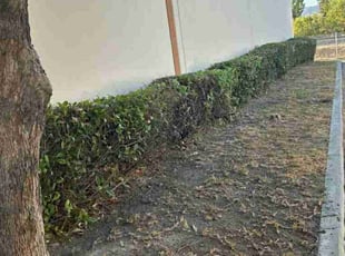 Bush Trimming by Edward Walsh for Bob K. in San Bernardino, CA