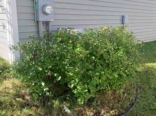 Bush Trimming by Kelly Aldridge for Sam T. in Fowlerville, MI