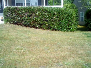 Bush Trimming by michael beal for Josh R. in Dallas, GA