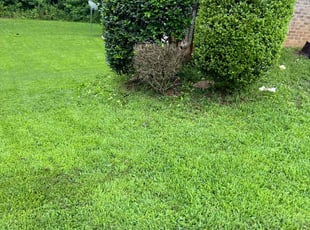 Emily P.'s Bush Trimming service result