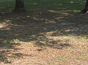 Leaf Removal by Shaun Gaston for Heather M. in Milton, FL
