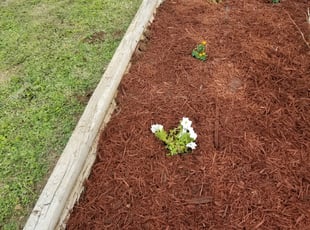Weeding by Andrew Ramirez for Marsha M. in Cibolo, TX