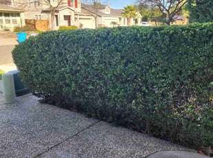 Bush Trimming by Adan Casian for Kristine D. in Santa Rosa, CA