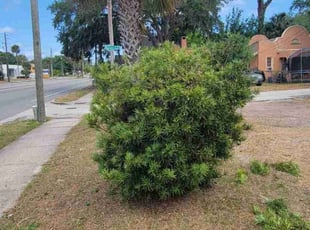 Bush Trimming by Jeanie Brundage for Kenneth L. in Daytona Beach, FL