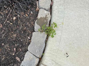 Weeding by Cortez Miller for Isaiah F. in Concord, NC