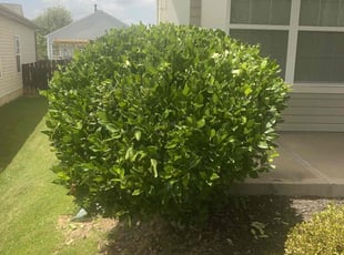 Bush Trimming by Terrance Flowers for Jason F. in Stallings, NC
