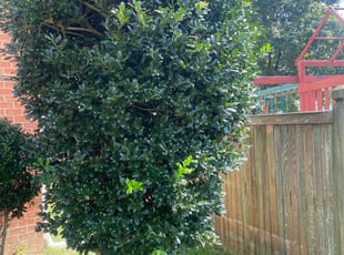 Bush Trimming by Andree Dualan for Anteneh W. in Chesapeake, VA