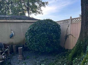 Mary F.'s Bush Trimming service result