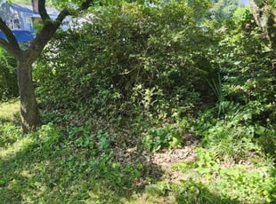 George T.'s Bush Trimming service result