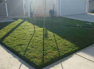 Barkatali p.'s Lawn Mowing service result