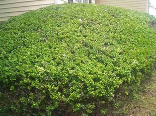 Bush Trimming by Adams Paiz for Renee B. in Charlotte, NC