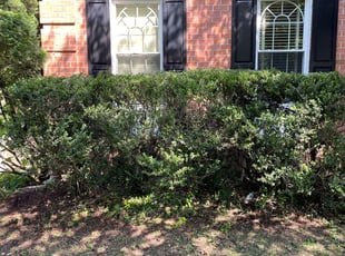 Bush Trimming by Donald Tucker for Virginia H. in Woodbridge, VA