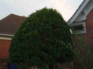Bush Trimming by Jeremy Partaine for Jason C. in Lakeland, TN