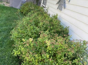 Bush Trimming by Eugenio Pérez for Kate H. in Denver, CO