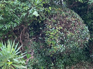 Bush Trimming by Daniel Burse for Nathaniel C. in Atlanta, GA