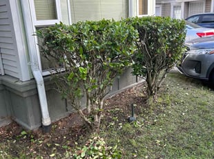 Bush Trimming by Richard Luiza Jr for Linda F. in Seattle, WA