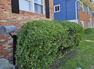 Bush Trimming by Artavius Clark for Phenola M. in Glenarden, MD