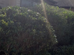 Bush Trimming by Andres Cruz for Matthew K. in Sugar Land, TX