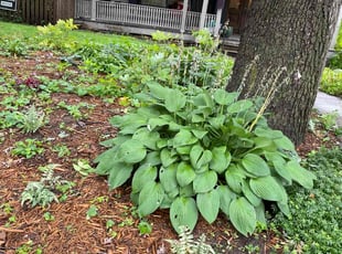 Weeding by Connor Doyle for Alex S. in Saint Paul, MN