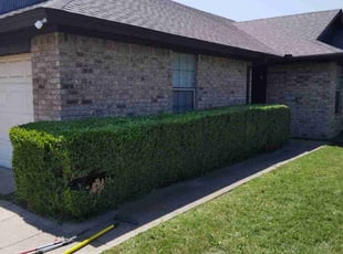 Bush Trimming by Paytience Rodriguez for Miguel M. in Fort Worth, TX