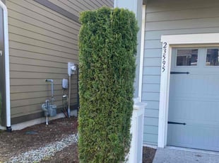 Bush Trimming by Jay Chavez for Doressa G. in Black Diamond, WA