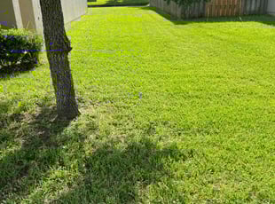 benjamin j.'s Yard Cutting service result