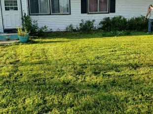 Bush Trimming by Lisa Regan for Christina Y. in Minneapolis, MN