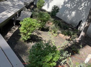 Bush Trimming by Brandon Bowers for Hedi N. in Houston, TX