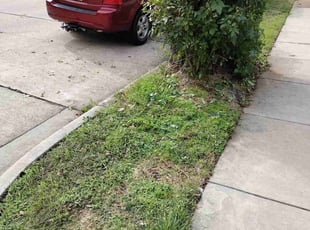 Bush Trimming by Ashley Spitz for Elizabeth G. in Grand Prairie, TX