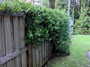 Lori H.'s Bush Trimming service result